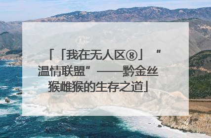 「我在无人区⑧」“温情联盟”——黔金丝猴雌猴的生存之道