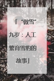 “傲雪”九岁：人工繁育雪豹的故事