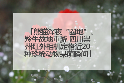 熊猫深夜“圈地”、羚牛故地重游 四川崇州红外相机定格近20种珍稀动物呆萌瞬间