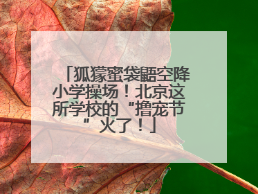 狐獴蜜袋鼯空降小学操场！北京这所学校的“撸宠节”火了！