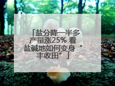 盐分降一半多 产量涨25% 看盐碱地如何变身“丰收田”