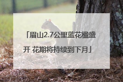 眉山2.7公里蓝花楹盛开 花期将持续到下月