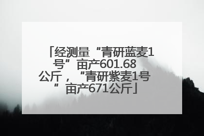 经测量“青研蓝麦1号”亩产601.68公斤，“青研紫麦1号”亩产671公斤