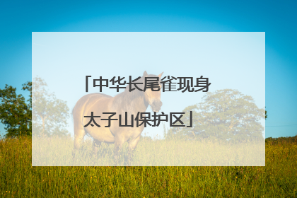 中华长尾雀现身太子山保护区