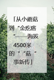 从小蘑菇到“金疙瘩“——海拔4500米的““菇“事新传
