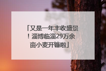 又是一年丰收盛景！淄博临淄29万余亩小麦开镰啦