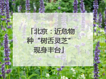 北京：近危物种“树舌灵芝”现身丰台