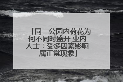同一公园内荷花为何不同时盛开 业内人士：受多因素影响 属正常现象