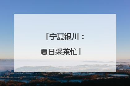 宁夏银川：夏日采茶忙