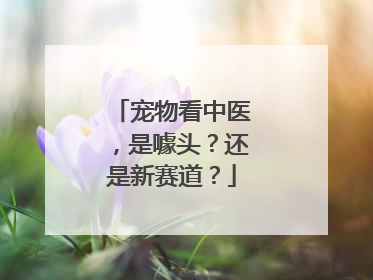 宠物看中医，是噱头？还是新赛道？