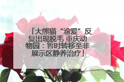 大熊猫“渝爱”反复出现脱毛 重庆动物园：暂时转移至非展示区静养治疗