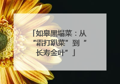 如皋黑塌菜：从“霜打趴菜”到“长寿金叶”