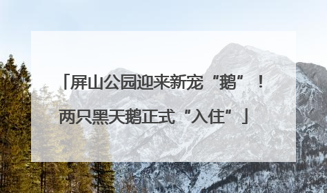 屏山公园迎来新宠“鹅”！两只黑天鹅正式“入住”