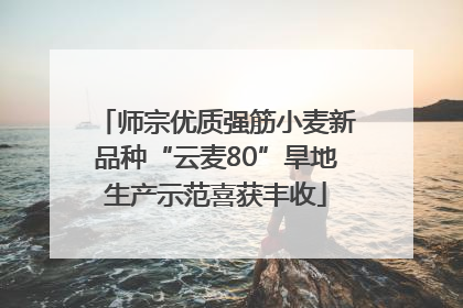 师宗优质强筋小麦新品种“云麦80”旱地生产示范喜获丰收