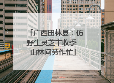 广西田林县：仿野生灵芝丰收季 山林间劳作忙