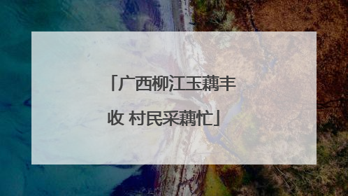 广西柳江玉藕丰收 村民采藕忙