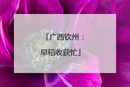 广西钦州：早稻收获忙