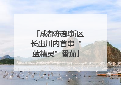 成都东部新区长出川内首串“蓝精灵”番茄