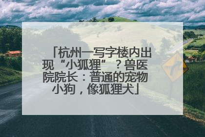 杭州一写字楼内出现“小狐狸”？兽医院院长：普通的宠物小狗，像狐狸犬