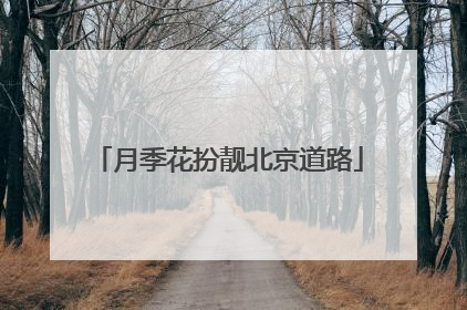 月季花扮靓北京道路