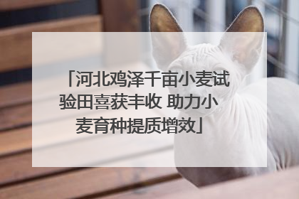 河北鸡泽千亩小麦试验田喜获丰收 助力小麦育种提质增效