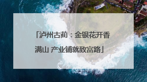 泸州古蔺：金银花开香满山 产业铺就致富路