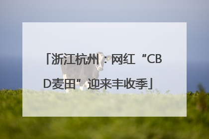 浙江杭州：网红“CBD麦田”迎来丰收季