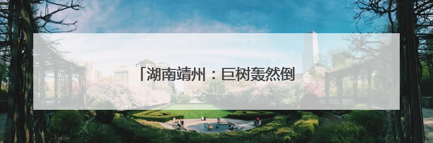 湖南靖州：巨树轰然倒塌前紧急管制成功避险