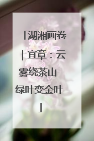 湖湘画卷｜宜章：云雾绕茶山 绿叶变金叶