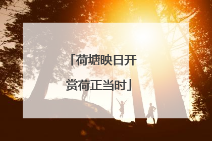 荷塘映日开 赏荷正当时