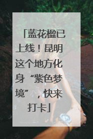 蓝花楹已上线！昆明这个地方化身“紫色梦境”，快来打卡