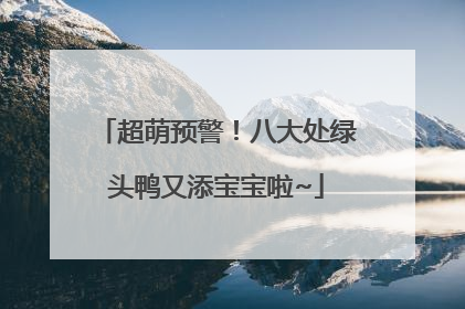 超萌预警！八大处绿头鸭又添宝宝啦~