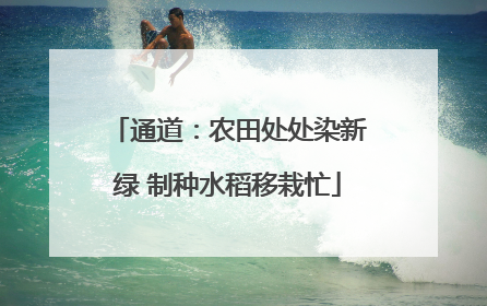 通道：农田处处染新绿 制种水稻移栽忙