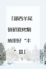 郧西羊尾镇初夏烤烟地里好“丰”景