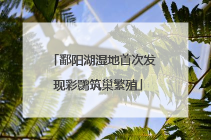 鄱阳湖湿地首次发现彩鹮筑巢繁殖