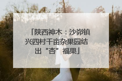 陕西神木：沙峁镇兴四村千亩杂果园结出“杏”福果
