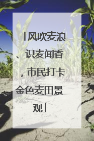风吹麦浪、识麦闻香，市民打卡金色麦田景观