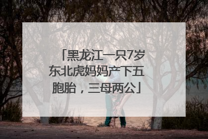 黑龙江一只7岁东北虎妈妈产下五胞胎，三母两公