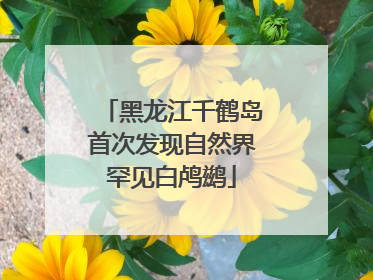 黑龙江千鹤岛首次发现自然界罕见白鸬鹚