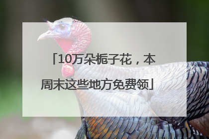 10万朵栀子花，本周末这些地方免费领
