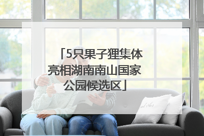 5只果子狸集体亮相湖南南山国家公园候选区